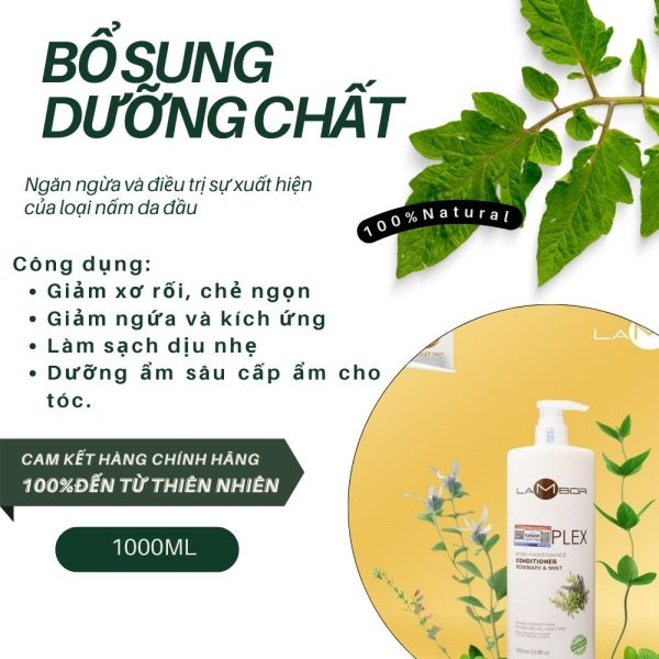 Dầu Gội Lambor plex Cho Tóc Khô Xơ - Loại Bỏ Gàu và Dầu Ngọn Hương Bạc Hà mát dịu 1000ml - Image 2